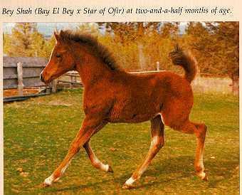 Bey Shah as a Weanling