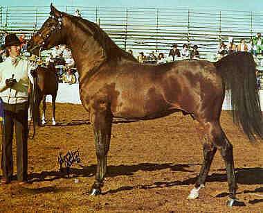 Bey Shah at Scottsdale