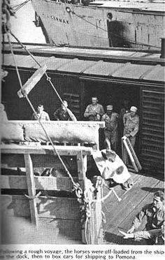 When Witez II Arrived in America After WWII