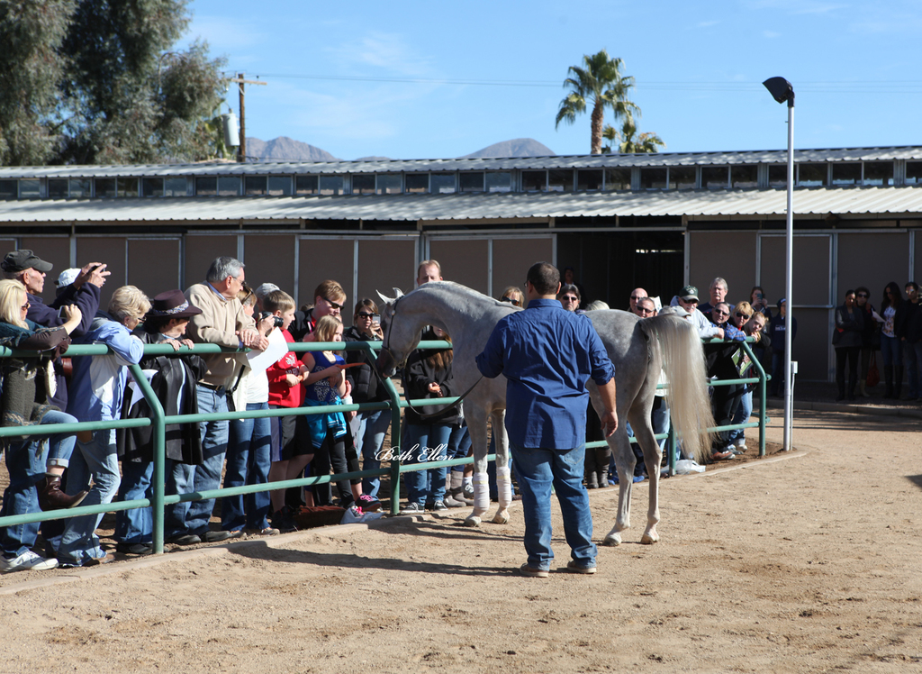 Royal Arabians/Guzzo World wide