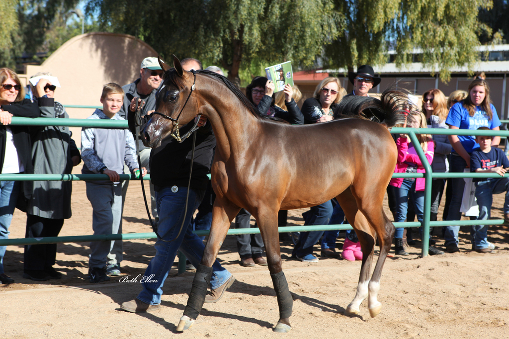 Royal Arabians/Guzzo World wide