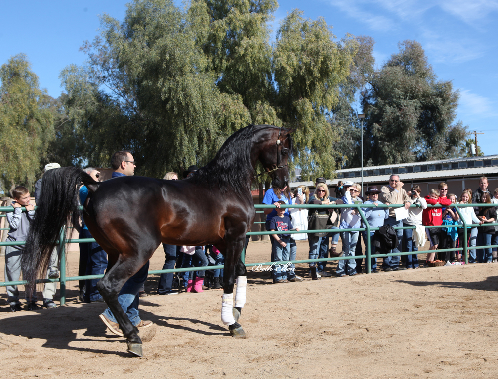 Royal Arabians/Guzzo World wide