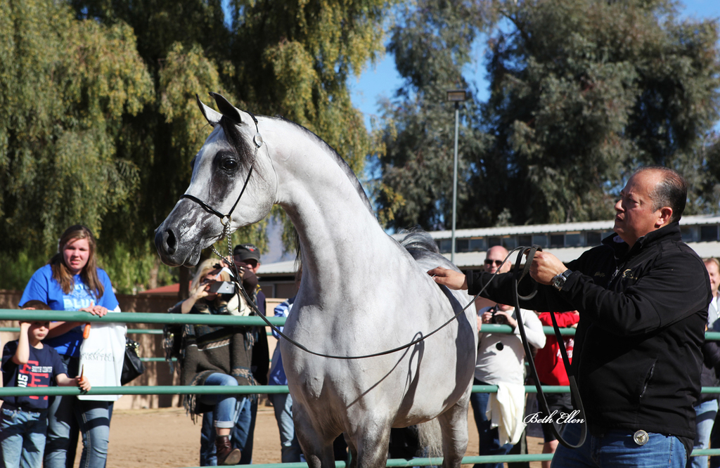 Royal Arabians/Guzzo World wide