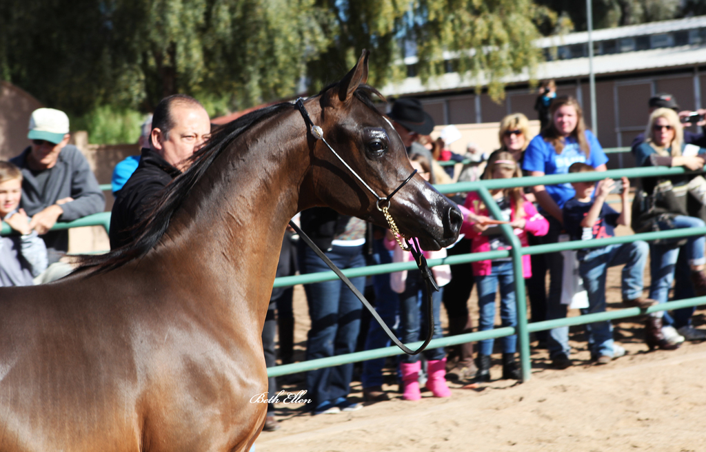 Royal Arabians/Guzzo World wide
