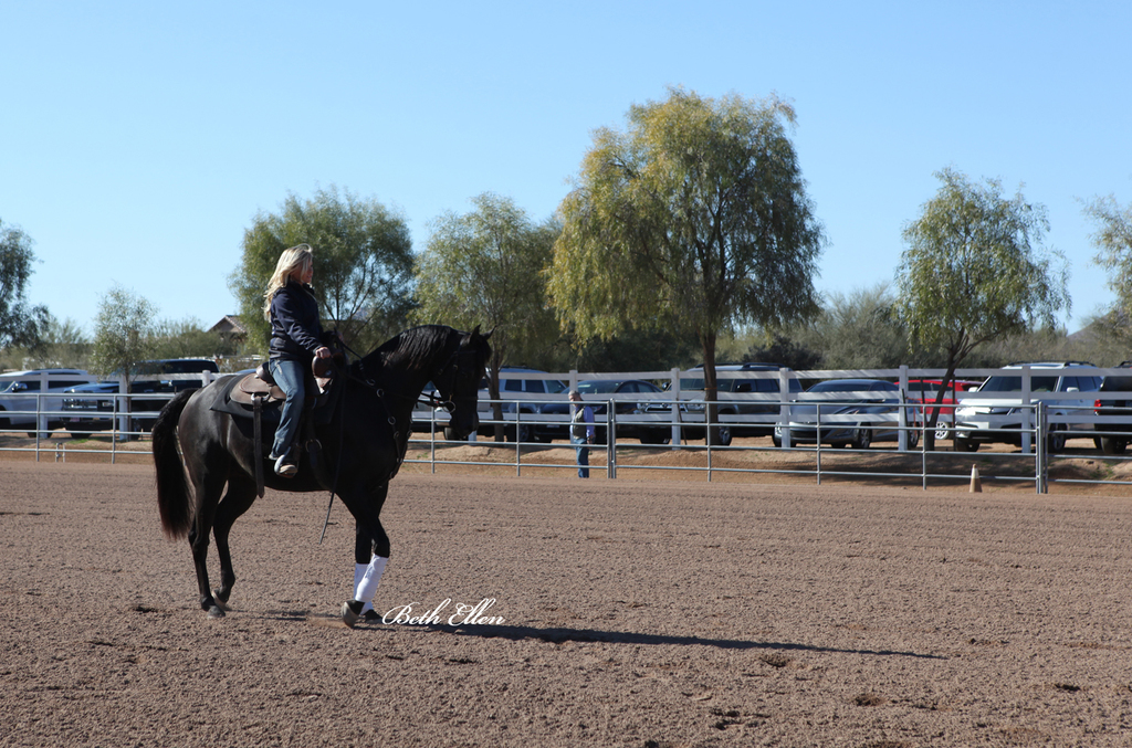 Laurie Martin Show Horses