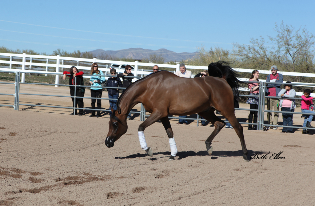 Laurie Martin Show Horses