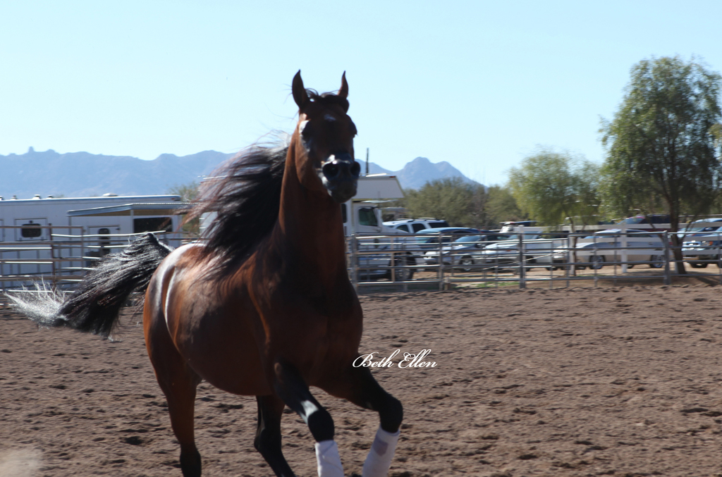 Laurie Martin Show Horses