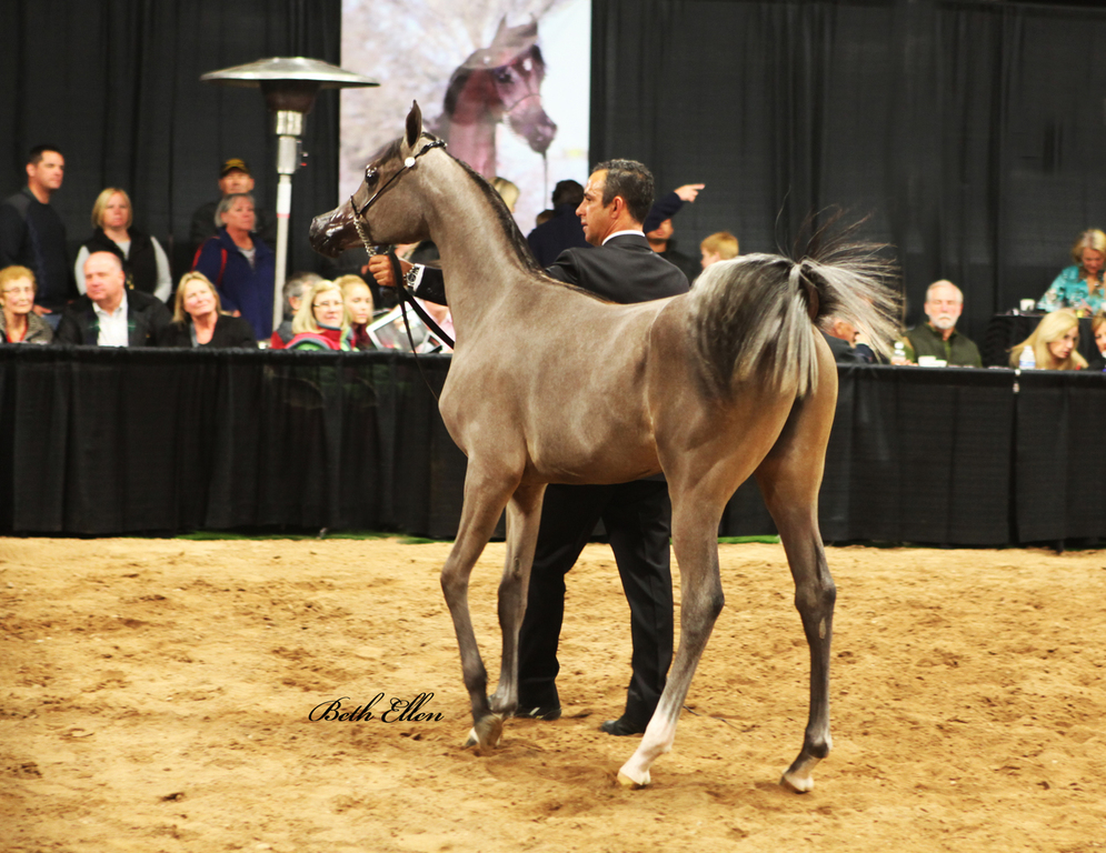Rae-Dawn Arabians