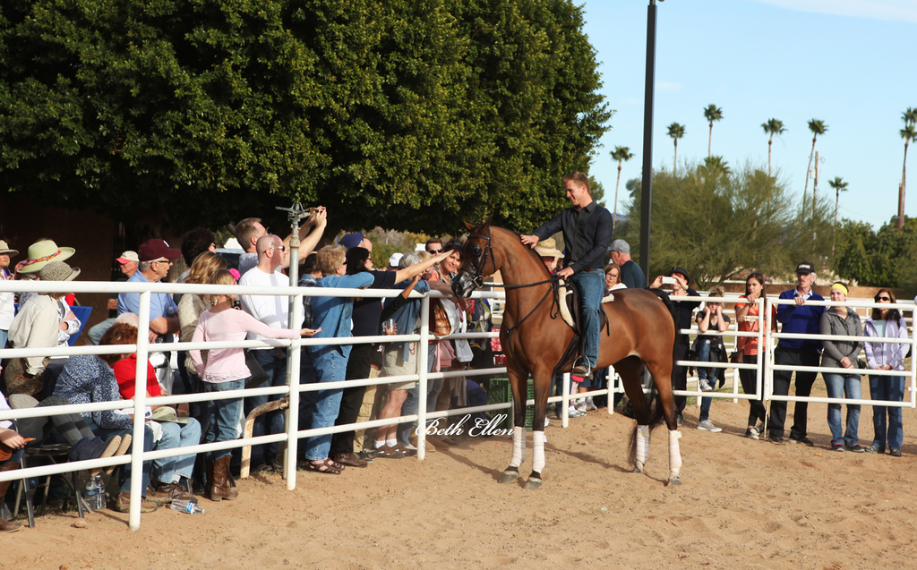 Royal Arabians, Mesa