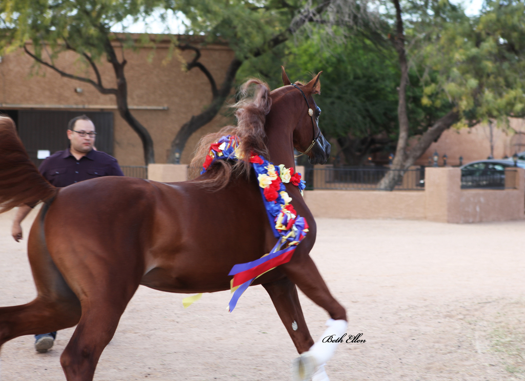 Royal Arabians, Mesa