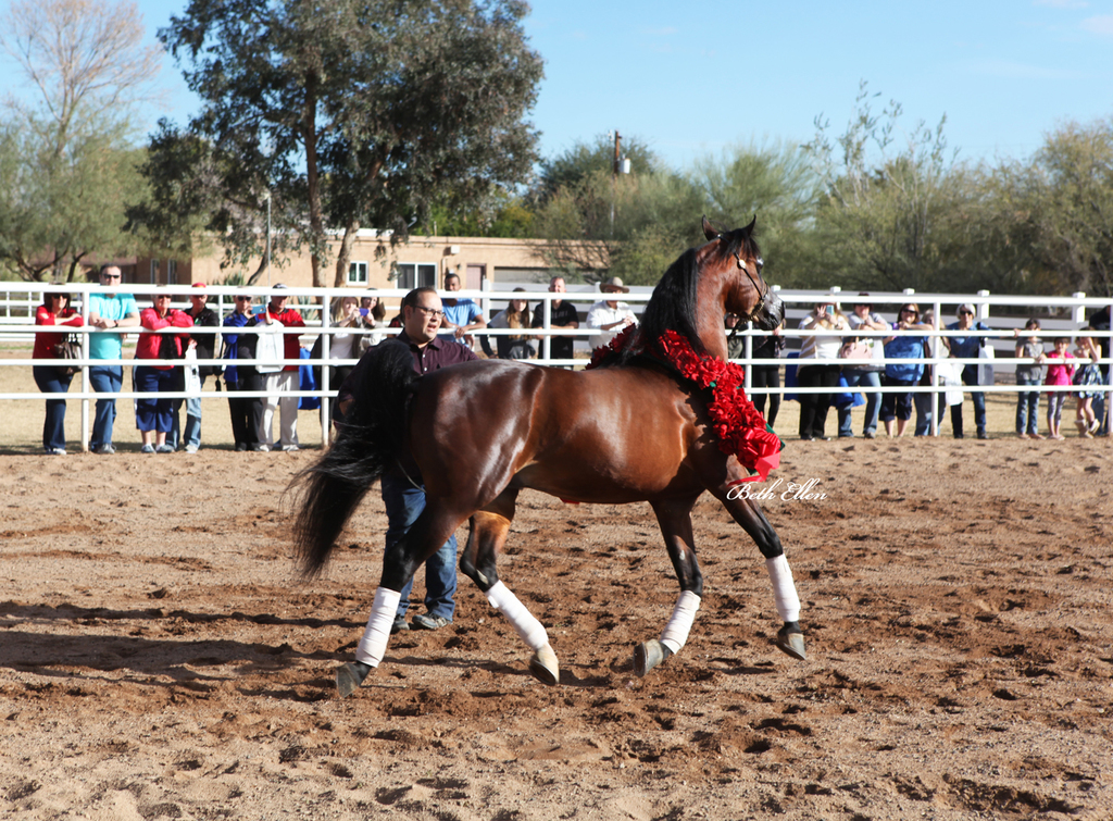 Royal Arabians, Mesa