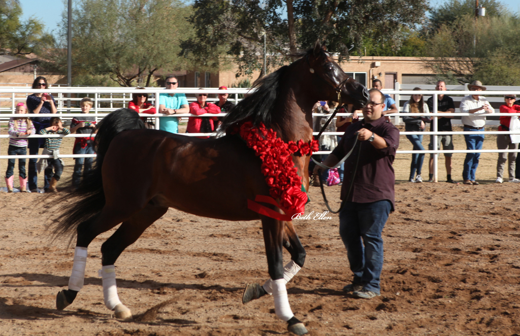 Royal Arabians, Mesa