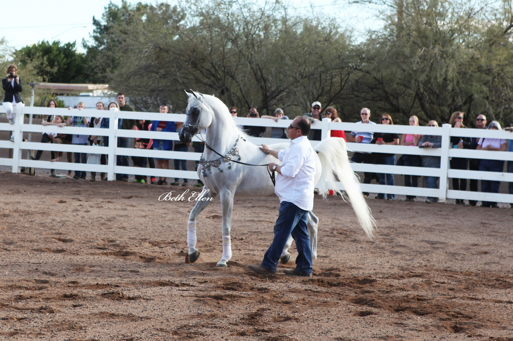 Royal Arabians, Mesa