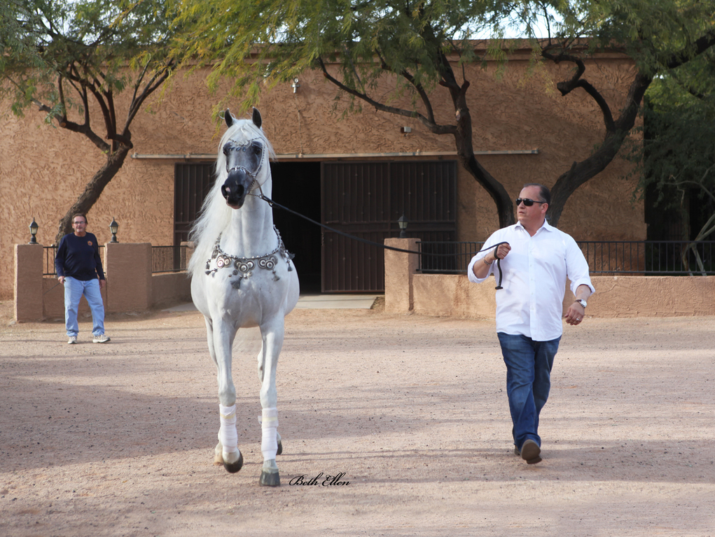 Royal Arabians, Mesa
