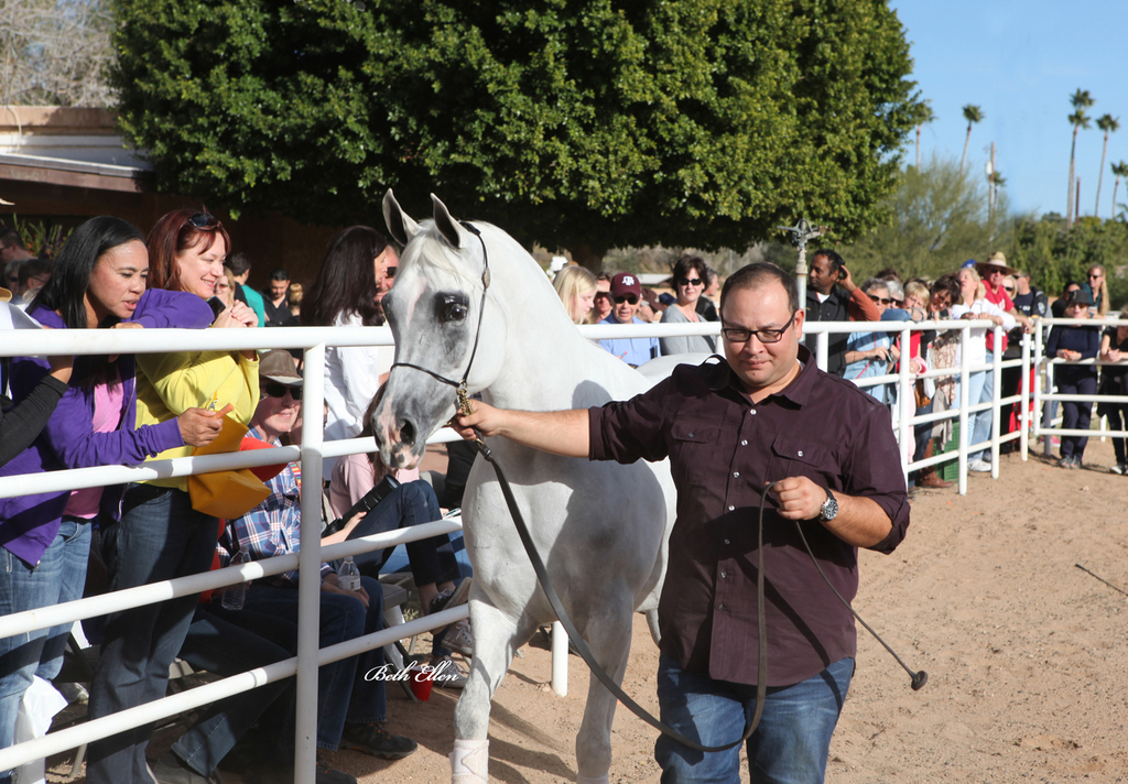 Royal Arabians, Mesa