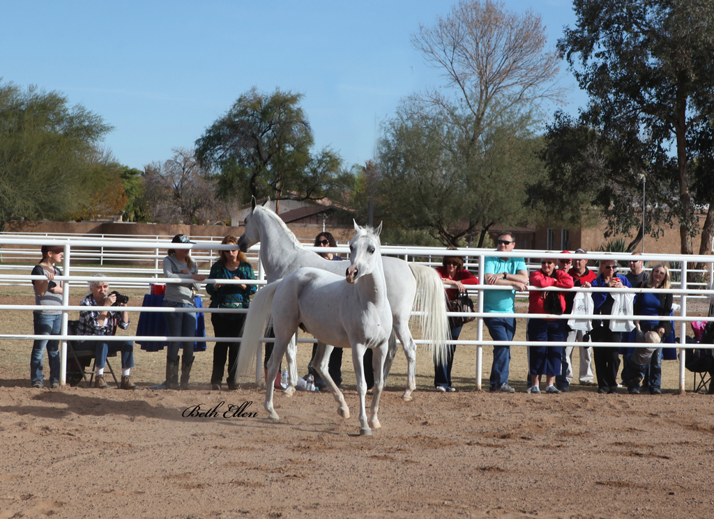 Royal Arabians, Mesa