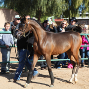 THE 2016 ARABHORSE SCOTTSDALE FARM TOUR