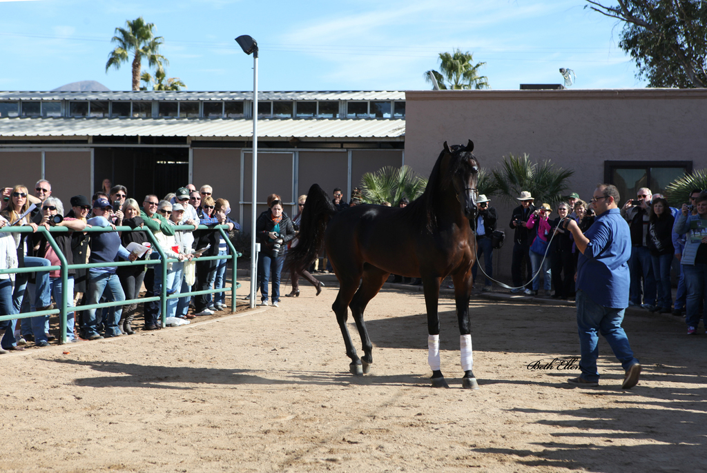 THE 2016 ARABHORSE SCOTTSDALE FARM TOUR