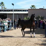 THE 2016 ARABHORSE SCOTTSDALE FARM TOUR