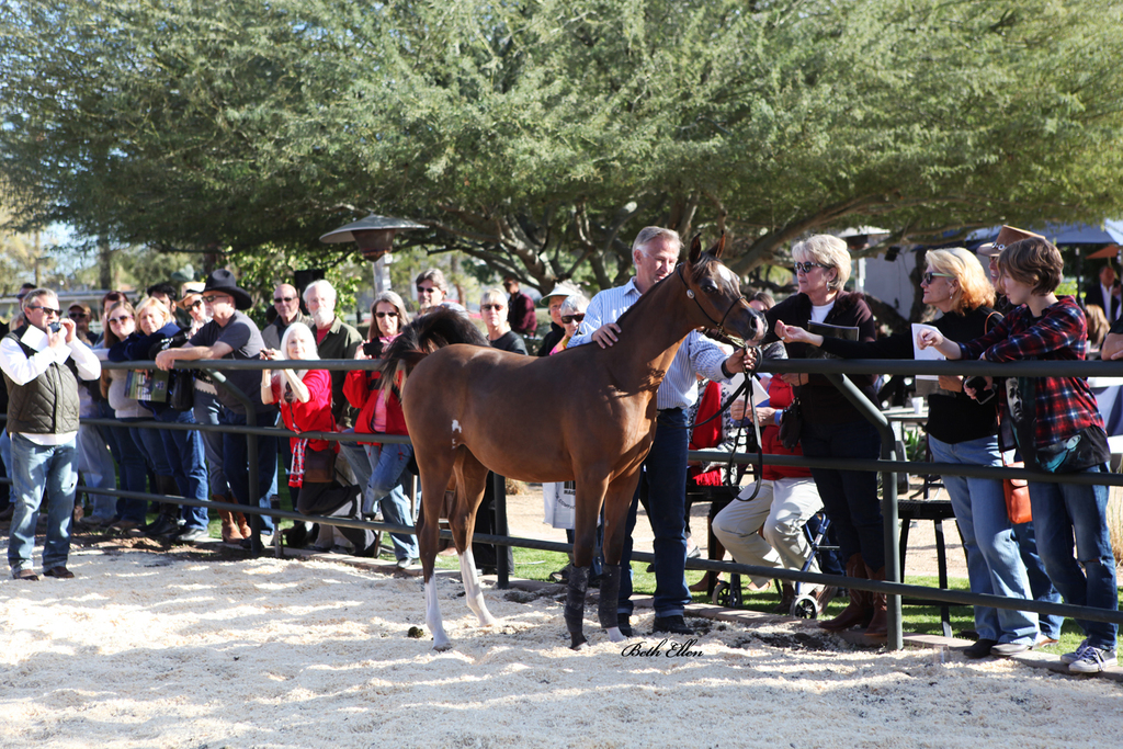 THE 2016 ARABHORSE SCOTTSDALE FARM TOUR