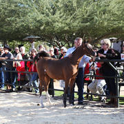 THE 2016 ARABHORSE SCOTTSDALE FARM TOUR