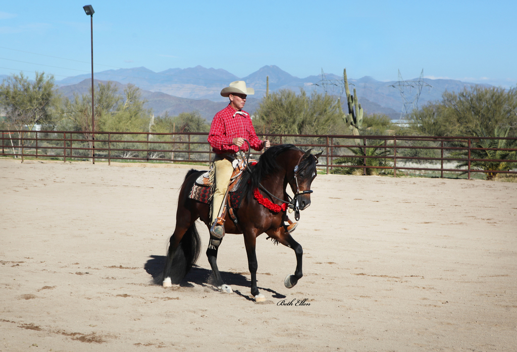 THE 2016 ARABHORSE SCOTTSDALE FARM TOUR