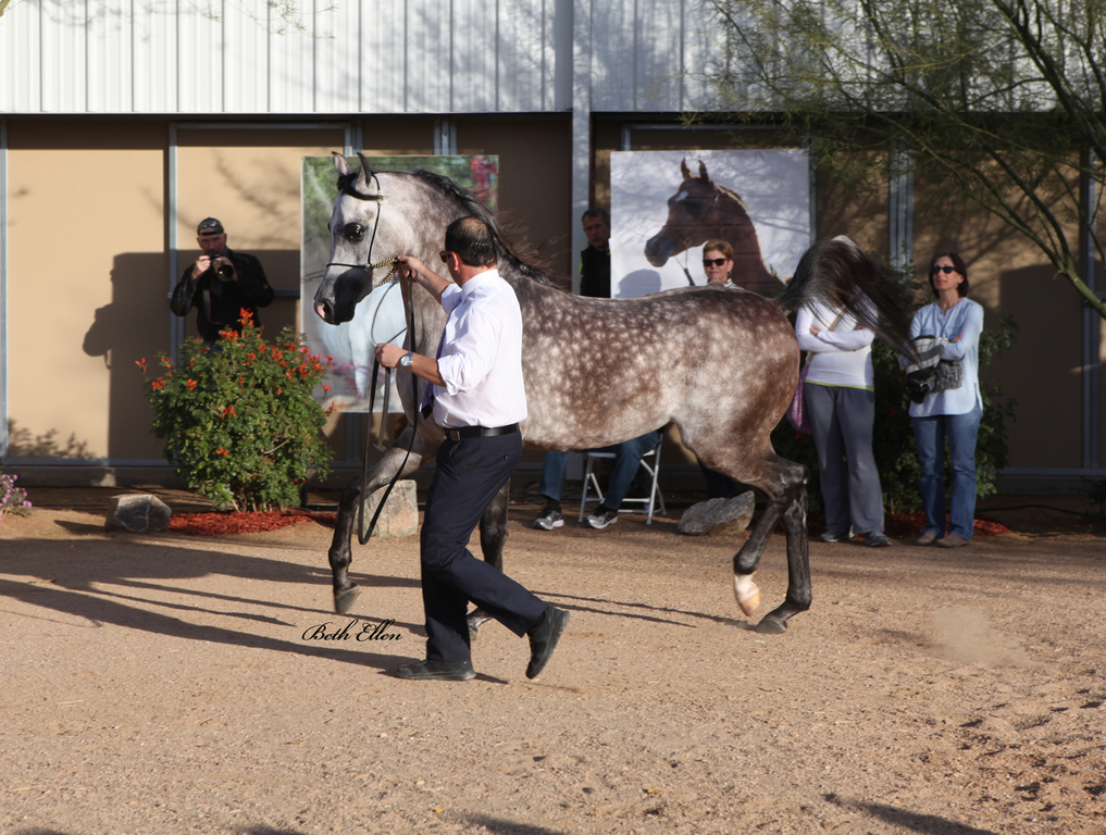 THE 2016 ARABHORSE SCOTTSDALE FARM TOUR
