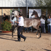 THE 2016 ARABHORSE SCOTTSDALE FARM TOUR