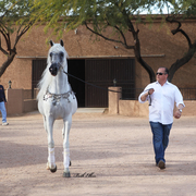THE 2016 ARABHORSE SCOTTSDALE FARM TOUR