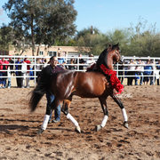 THE 2016 ARABHORSE SCOTTSDALE FARM TOUR
