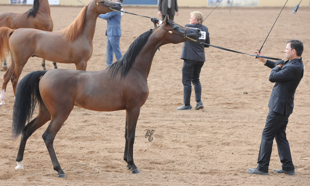 2015: Champion Junior Colt Soul of Marwan AS 