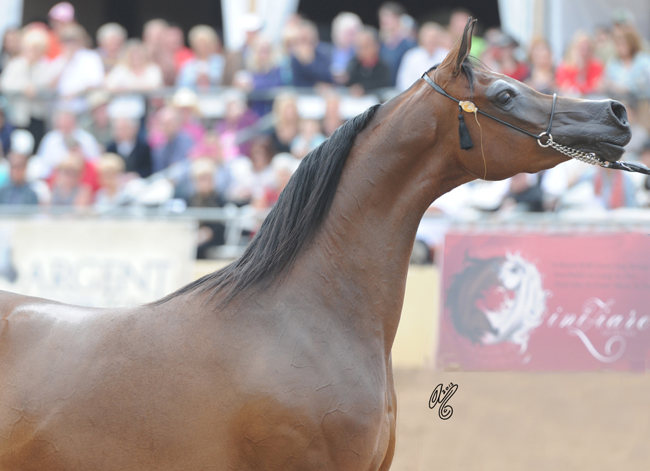 2015: Champion Mare Wieza Mocy 