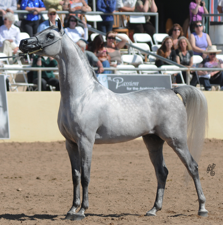 2012: Reserve Champion Junior Stallion Baahir El Marwan 