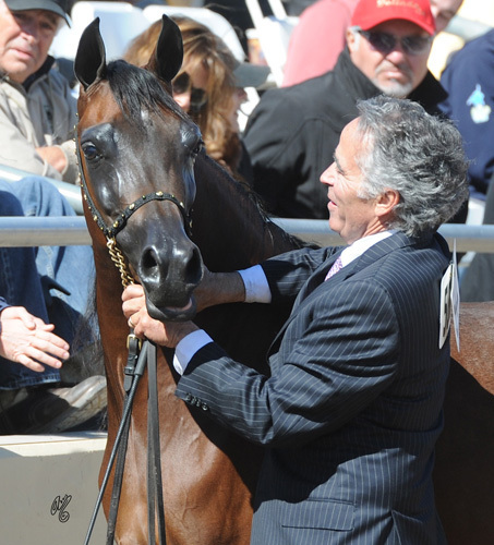2013: Champion Senior Mare Nadjah Al Zobair 