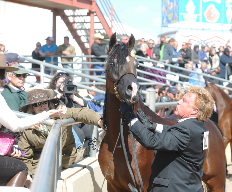2013: Champion Senior Stallion Pogrom