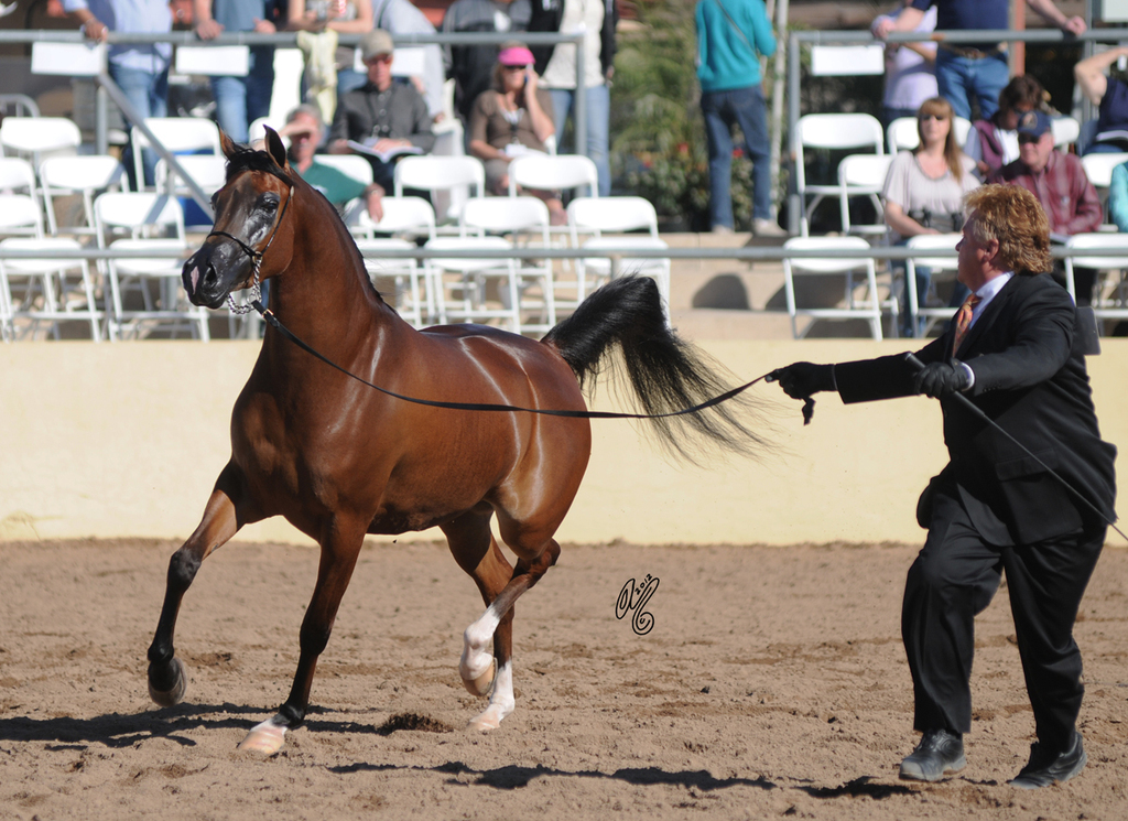 2012: Champion Senior Mare JJ La Baronesa 