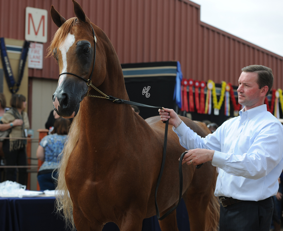 2015 Barn Parties: Andy Selman of Argent Farms presenting Justify