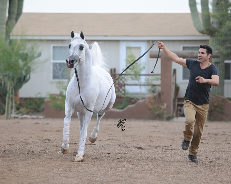 2015: Arabians International  Farm Presentation: Gil Valdez presenting El Nabila B