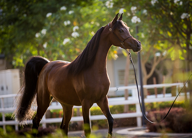 Kahlah Al Shaqab (Kahil Al Shaqab x Aleysha Al Nasser by Gazal Al Shaqab) 2012 Filly