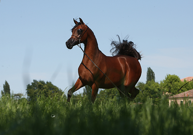 Kahil Al Shaqab. Yearling photograph