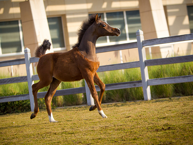 2015 Filly (Kahil Al Shaqab x QR Annah Ferrari by Enzo. Bred and owned by Al Shaqab