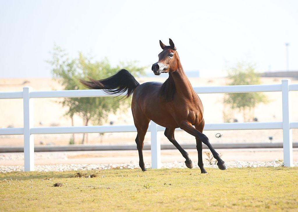 Aswar Al Shaqab (Kahil Al Shaqab x Hathfa Al Shaqab by Al Adeed Al Shaqab) 2013 filly