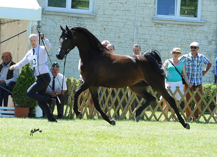 Al Jazeera (Kahil Al Shaqab x Alhasa) 2013 Filly. Bred & owned by Janow Podlaski