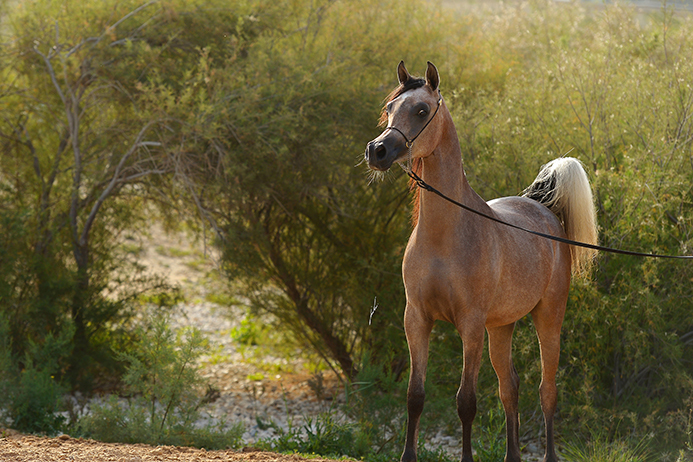 Bohour Al Shaqab Kahil Al Shaqab x Wind Kamelia by WH Justice) 2014 filly