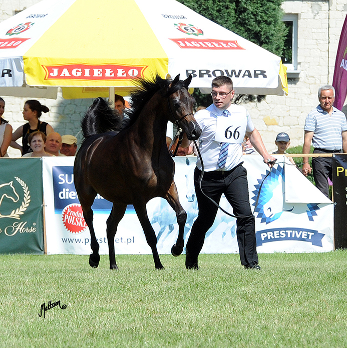 Burza (Kahil Al Shaqab x Bursa) 2013 filly. Bred by Janow Podlaski. Owned by Al Shaqab