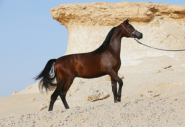 Ghalib Al Shaqab (Kahil Al Shaqab x Gazala Al Shaqab by Gazal Al Shaqab) 2011 stallion