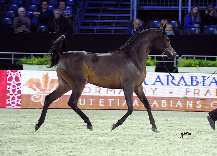 Pustynia Kahila (Kahil Al Shaqab x Pustynna Malwa) 2013 Filly.Bred & owned by Michalow