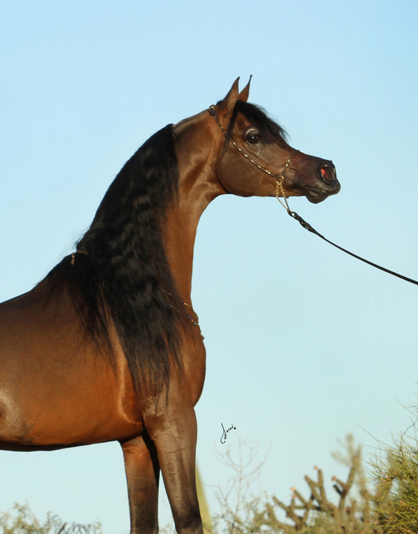 KAHIL AL SHAQAB