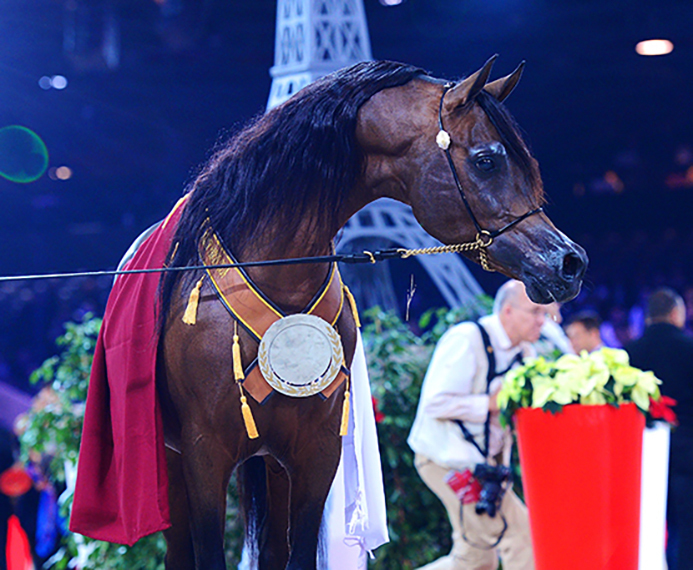 2014 World Gold Champion Stallion KAHIL AL SHAQAB, Bred and owned by Al Shaqab Member Qatar Foundation, Doha, Qatar