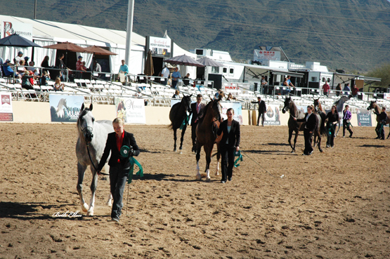 Scottsdale Arabian Horse Show News for Friday, February 12, 2016